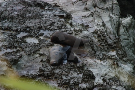 New zealand animal seal south island rock.
