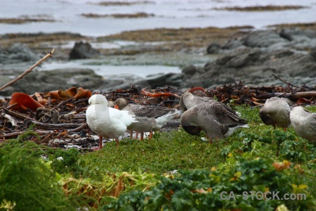 New zealand grass water animal bird.