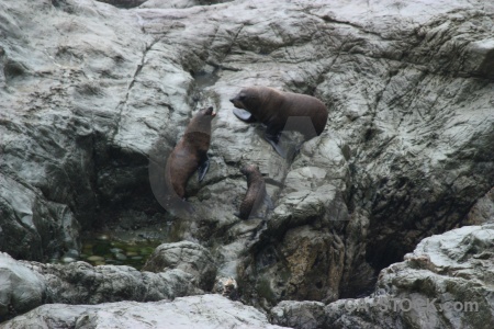 New zealand south island rock animal seal.
