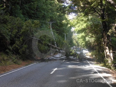 New zealand south island tree road block.