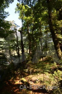 New zealand south island tree sky forest.