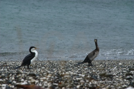 New zealand south island water animal bird.