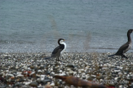 New zealand stone bird animal south island.