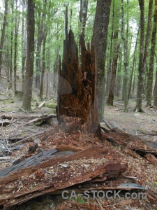 New zealand stump tree forest south island.