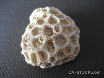 Object coral.
