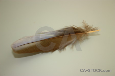 Object feather.