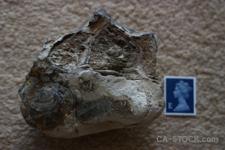 Object fossil.