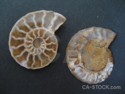 Object fossil ammonite shell.