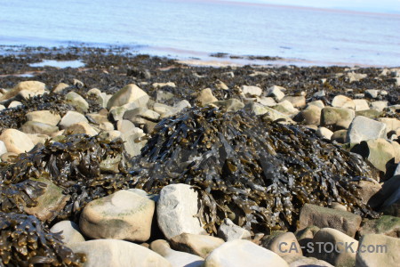 Object rock seaweed stone.