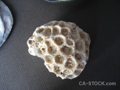 Object stone coral.