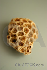 Orange brown shell coral.