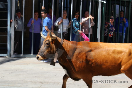 Orange bull running person europe spain.