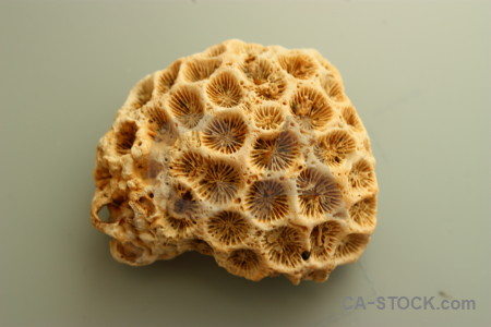 Orange coral brown shell.