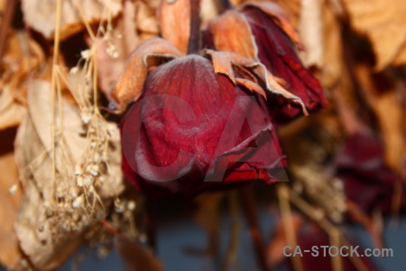 Orange dried red brown rose.