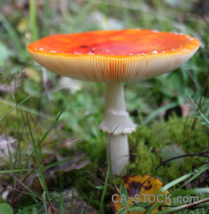 Orange fungus mushroom green toadstool.