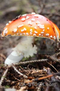 Orange fungus mushroom toadstool.