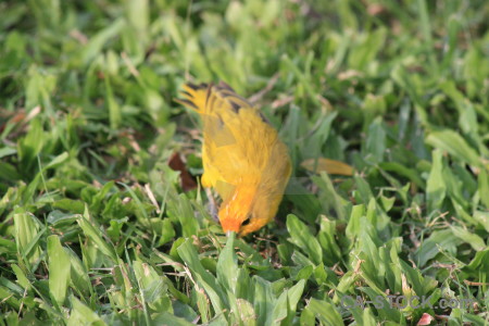 Orange green animal yellow bird.