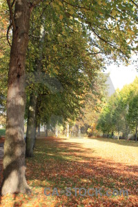 Orange green brown tree path.