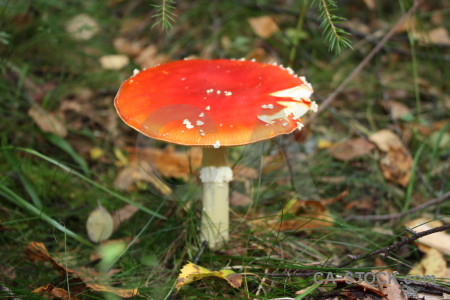 Orange green toadstool red mushroom.