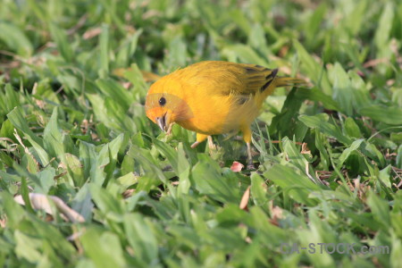 Orange green yellow bird animal.