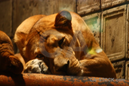 Orange lion brown animal cat.
