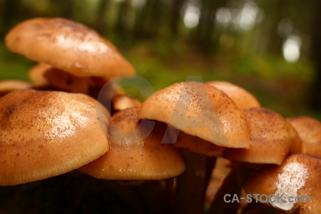 Orange mushroom brown toadstool fungus.