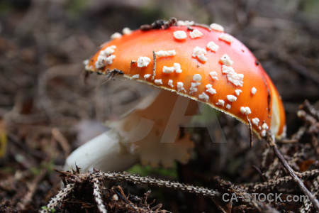 Orange mushroom toadstool fungus.