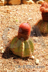 Orange plant brown cactus.