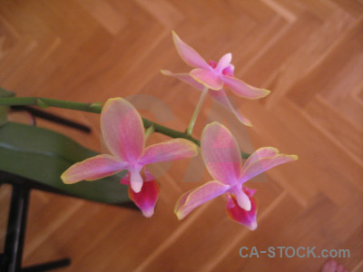 Orange plant pink orchid flower.