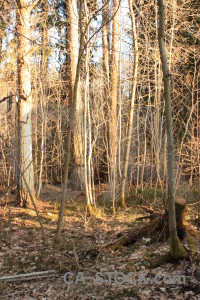 Orange tree brown forest.