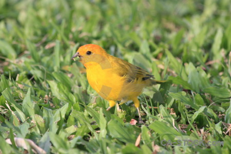 Orange yellow animal bird green.