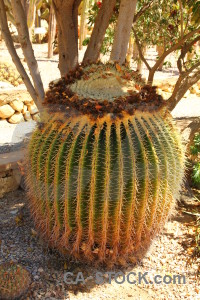 Orange yellow brown cactus plant.