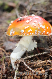 Orange yellow fungus toadstool mushroom.