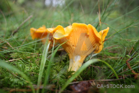 Orange yellow green mushroom fungus.