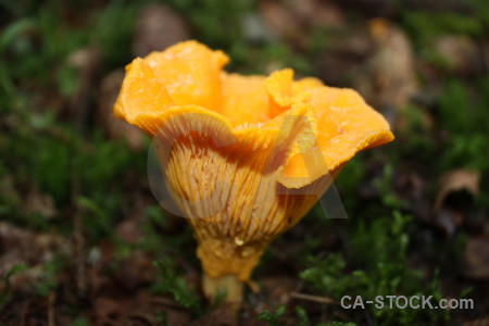 Orange yellow mushroom green toadstool.