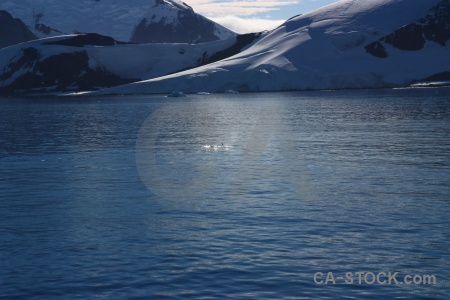 Orca adelaide island antarctica cruise south pole sea.