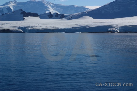 Orca animal adelaide island antarctica cruise water.