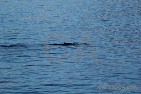 Orca marguerite bay antarctica water antarctic peninsula.