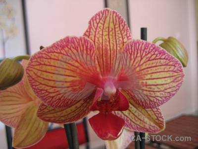 Orchid pink orange red flower.