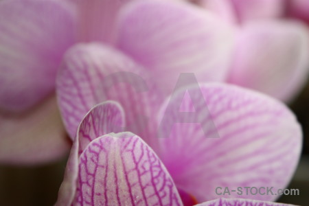 Orchid pink purple plant flower.