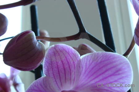 Orchid plant purple flower.