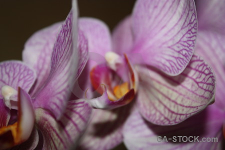 Orchid plant purple pink flower.