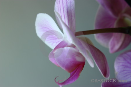 Orchid purple plant flower.