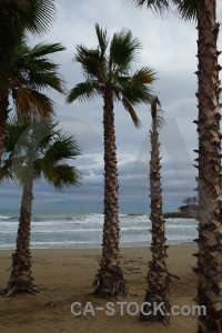 Palm tree cloud europe sky beach.