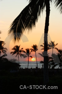 Palm tree silhouette sun sky sunrise.