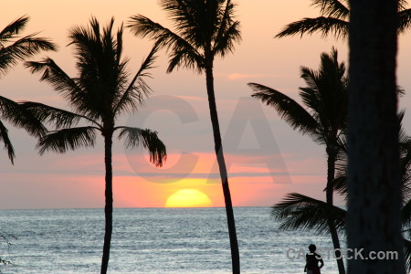 Palm tree sun sunrise sky sunset.