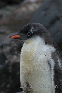 Palmer archipelago penguin antarctica goudier island antarctic peninsula.