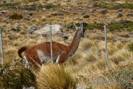 Patagonia fence field animal argentina.
