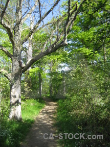 Path green tree.