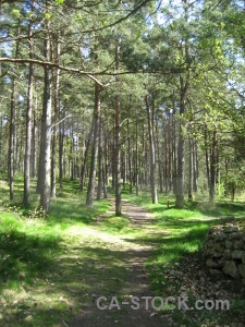 Path tree green.